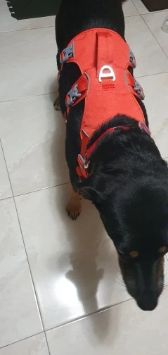 Arnés Duradero Para Perro