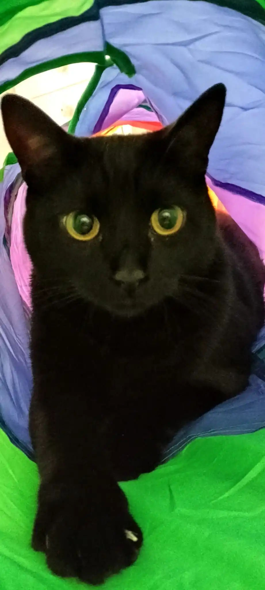 foldable Cat Tunnel Toy photo review