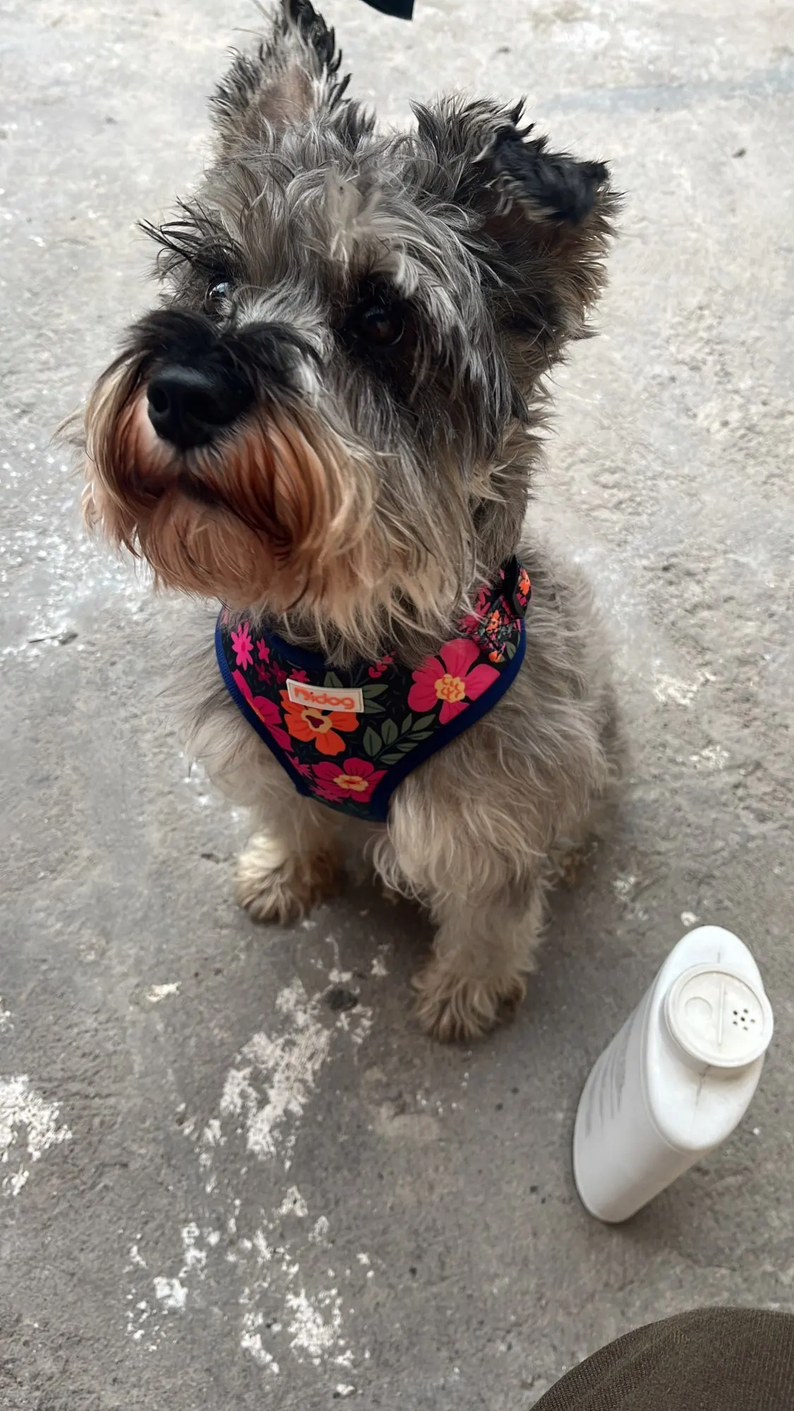 Soft Mesh Vest for Small to Medium Pets, Including French Bulldogs and Chihuahuas photo review