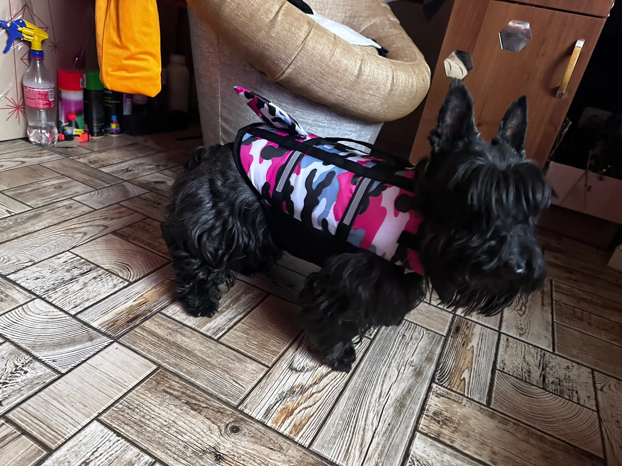 Chaleco Salvavidas Tiburón Con Estillo Para Perro