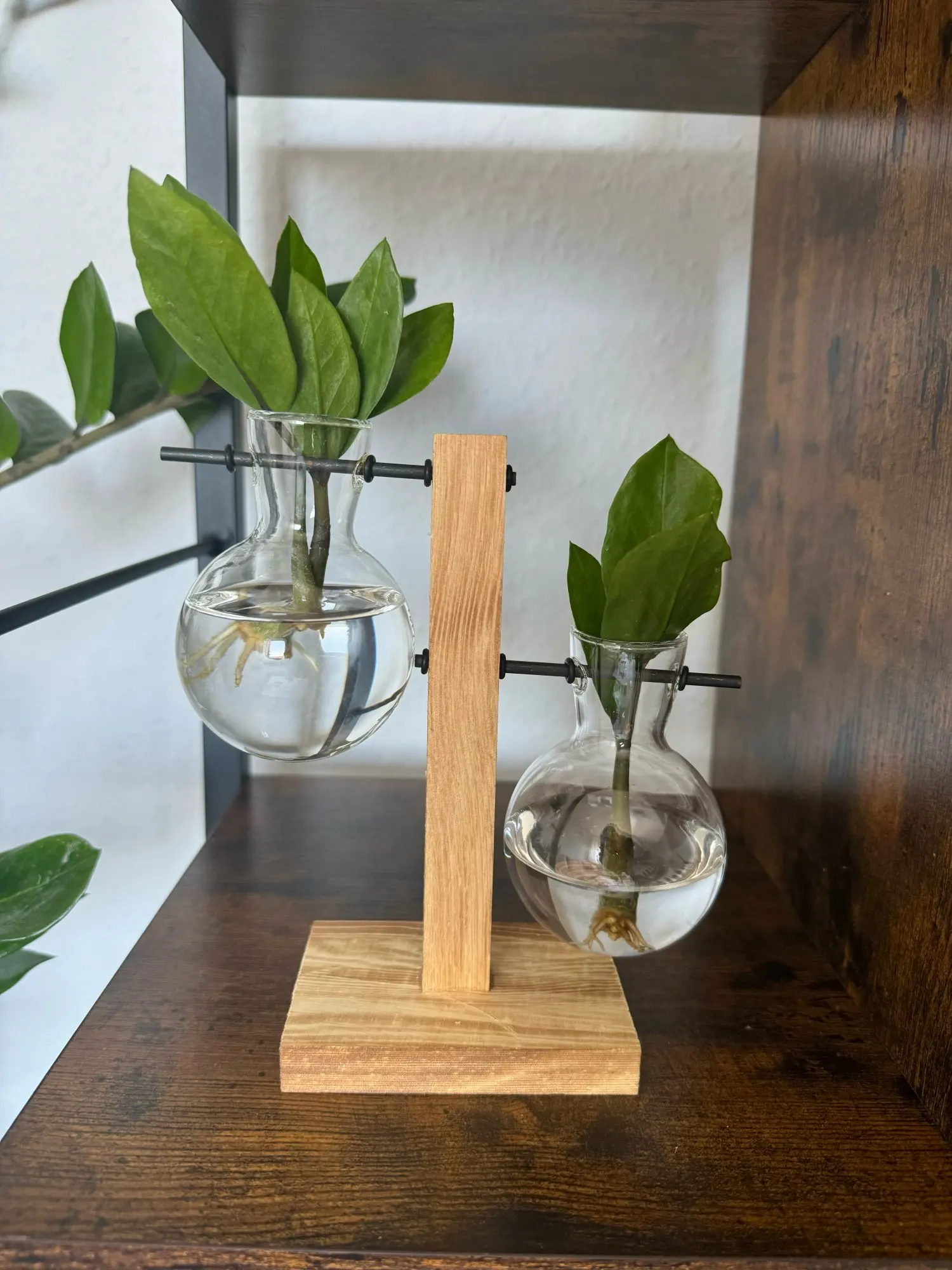 Hydroponic Plant Terrarium Vase photo review