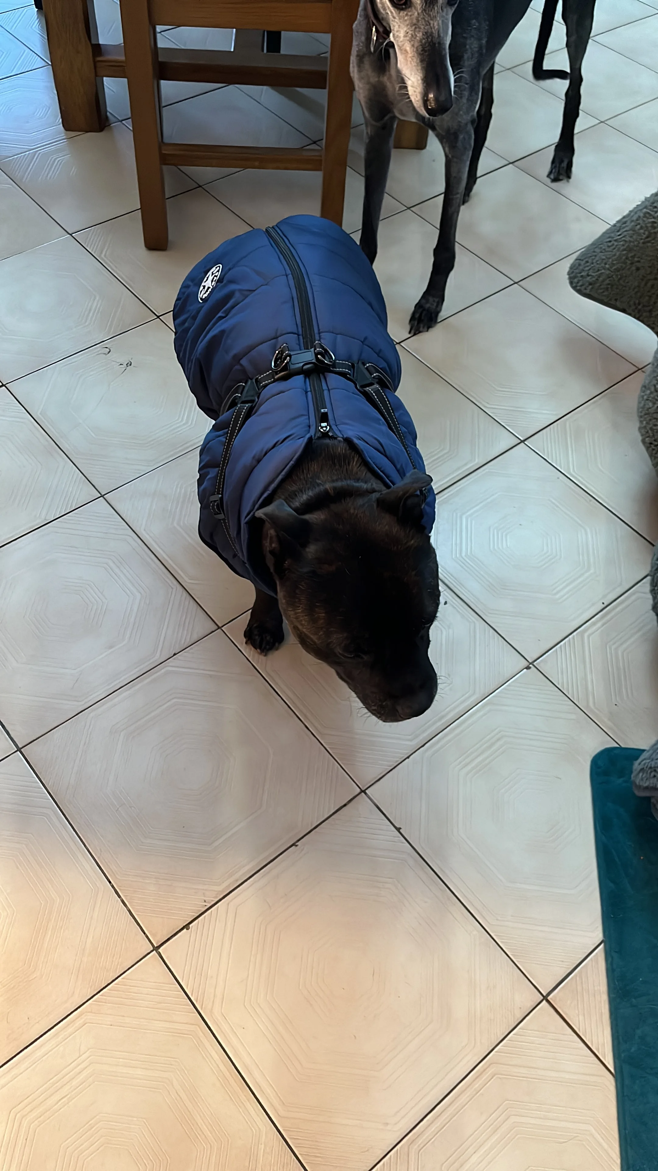 DOUD Warm Waterproof Jacket with Harness