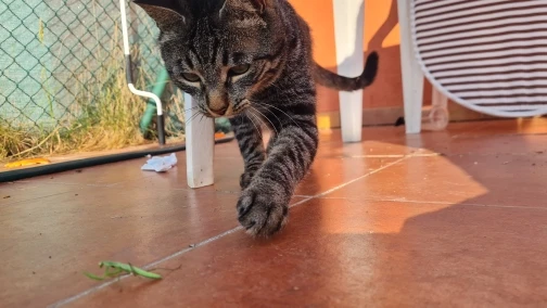 Distributeur automatique de nourriture 5L pour chiens et chats - programmable et contrôlable