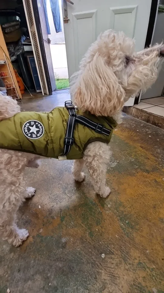 ( Black Friday Sale-40%OFF ) Pawbibi Sport - Waterproof Winter Jacket with Built-in Harness
