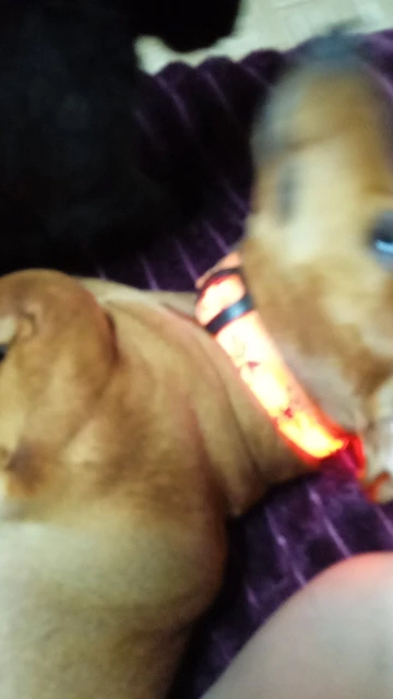 Glow Reflective Collar With The Unique Pattern photo review