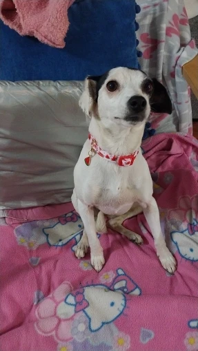 CP602/611--fruit pattern Pet dog collar with Fruit metal pendant do for Cat Puppy Dog photo review