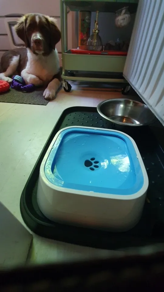 NonSpill Dog Bowl Fomnin Shop