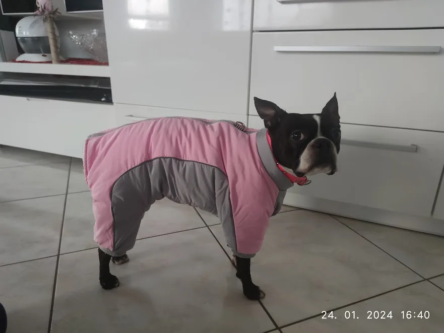 Waterproof Winter Jacket with D-Ring and Thick Fleece Lining - Keep Your Small Pup Warm and Stylish All Season Long photo review