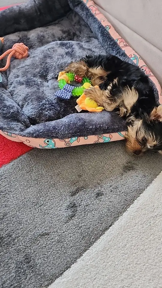 Pampered Paws Pet Sofa Bed: Luxury Comfort for Dogs and Cats photo review