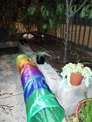 foldable Cat Tunnel Toy photo review