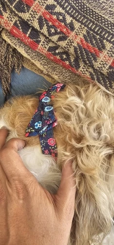 Floral Bows: Nylon Bowknot Dog Collar for Pups of All Sizes photo review