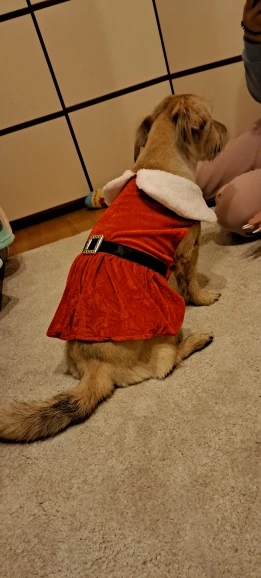 Jolly Paws: Christmas Dress for Festive Furry Friends photo review