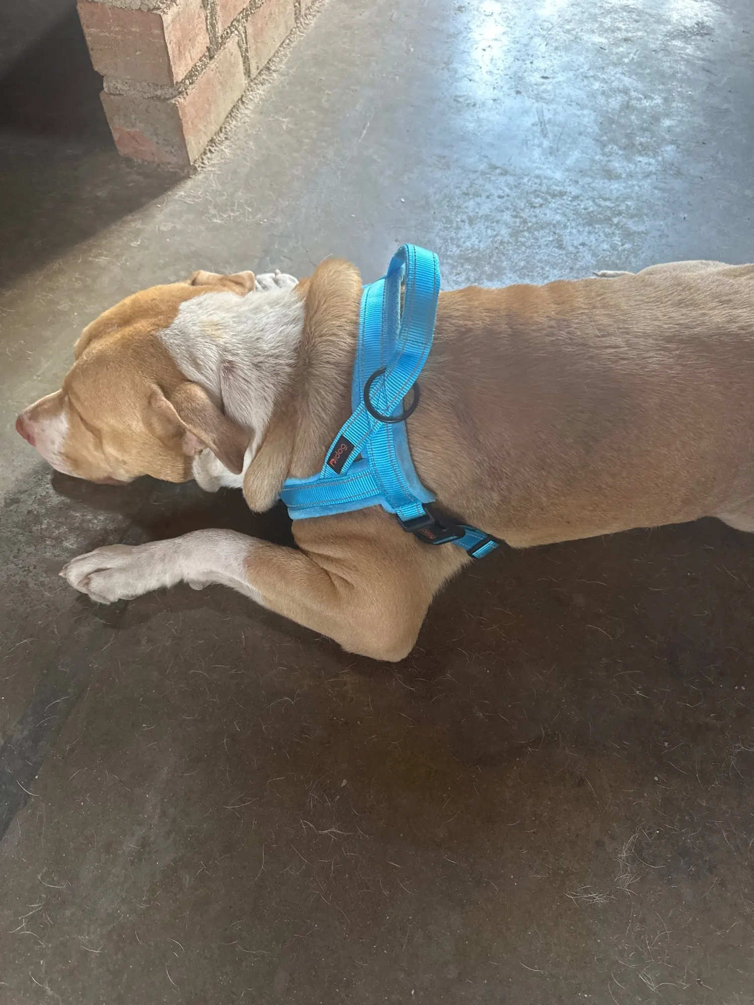 Reflective Comfort: No-Pull Nylon Harness for Large Dogs photo review