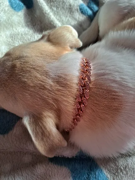 Pawsomenook™ - Crystal Collar Jewelry For Dogs And Cats.