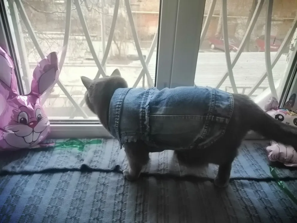 Jeans Outfits With Many Styles For Dogs photo review