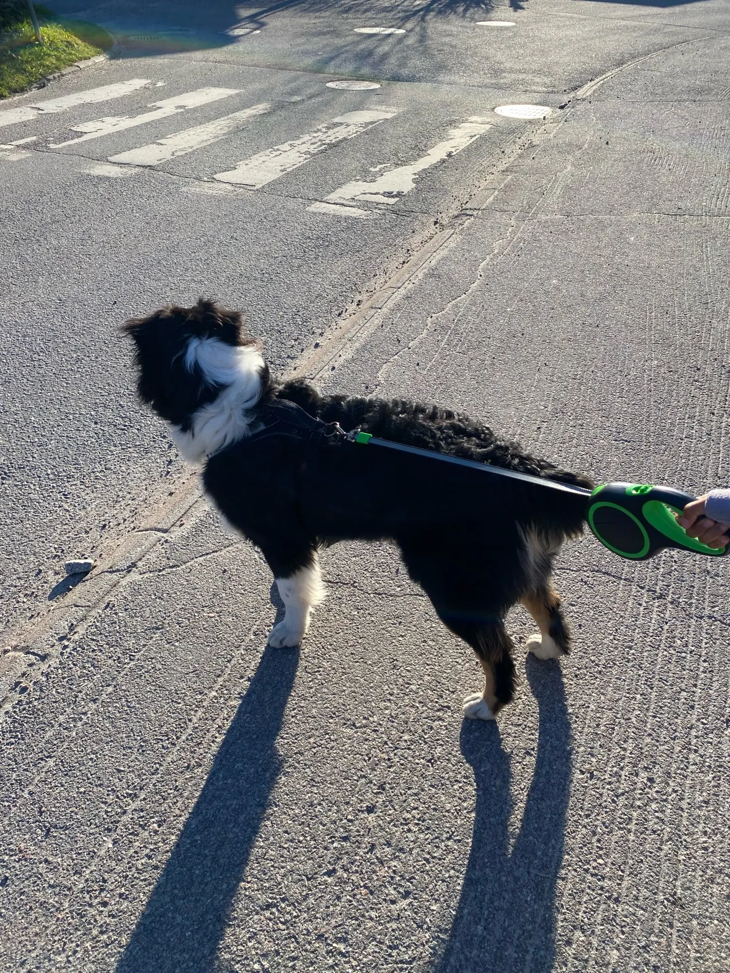 8m Large Dog Leash Retractable Pet Extendable Strap Outdoor Training photo review