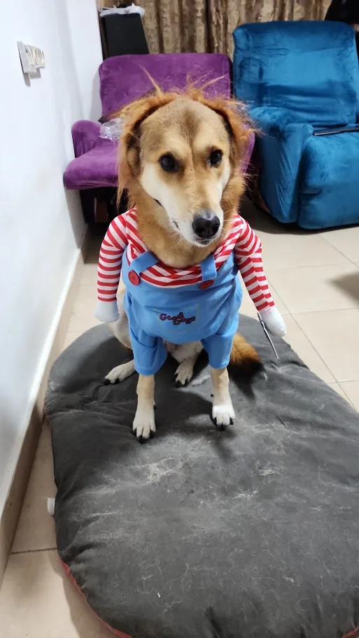 Howl-o-Ween: Funny Dog Costume Sets for Medium to Large Breeds photo review