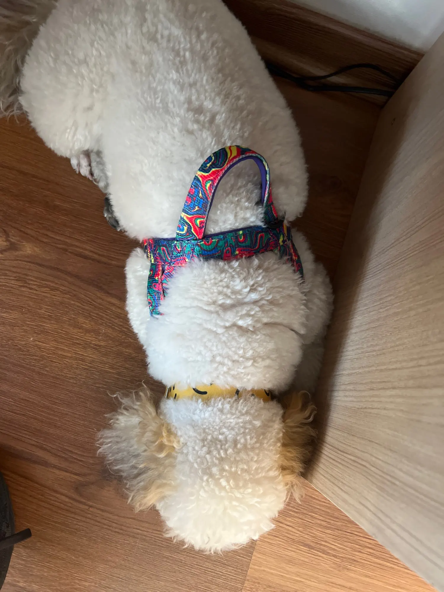 Secure Paws No-Pull Nylon Harness: Comfortable & Durable Vest for Medium to Large Dogs photo review