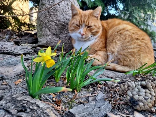 Cute Floral Nylon Baby Headband photo review
