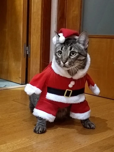 Funny Christmas Santa Claus Costume for Small Cats and Dogs - Get Your Pet in the Holiday Spirit with Festive Winter Outfits photo review