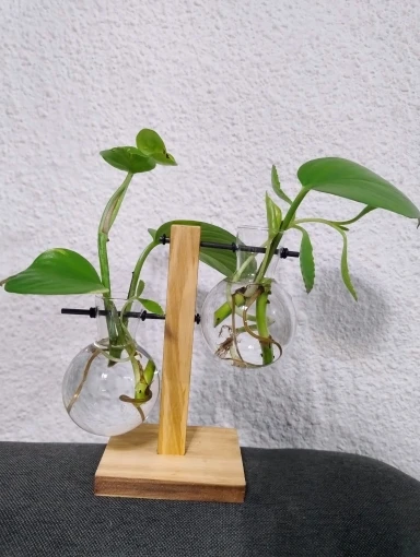 Hydroponic Plant Terrarium Vase photo review