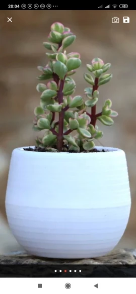 Mini Pots de fleurs ronds colorés en plastique, plantes succulentes, pour jardin, maison, bureau, pour l'intérieur photo review