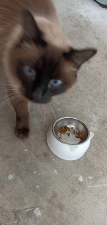 Comedero Anti Vuelco De Acero Inoxidable Para Gato