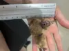 Изображение товара 3