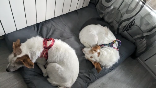 Secure Paws No-Pull Nylon Harness: Comfortable & Durable Vest for Medium to Large Dogs photo review