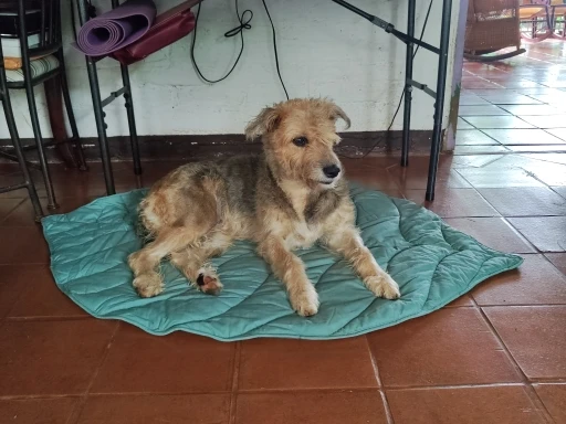 Dog Cooling Leaf Mat photo review
