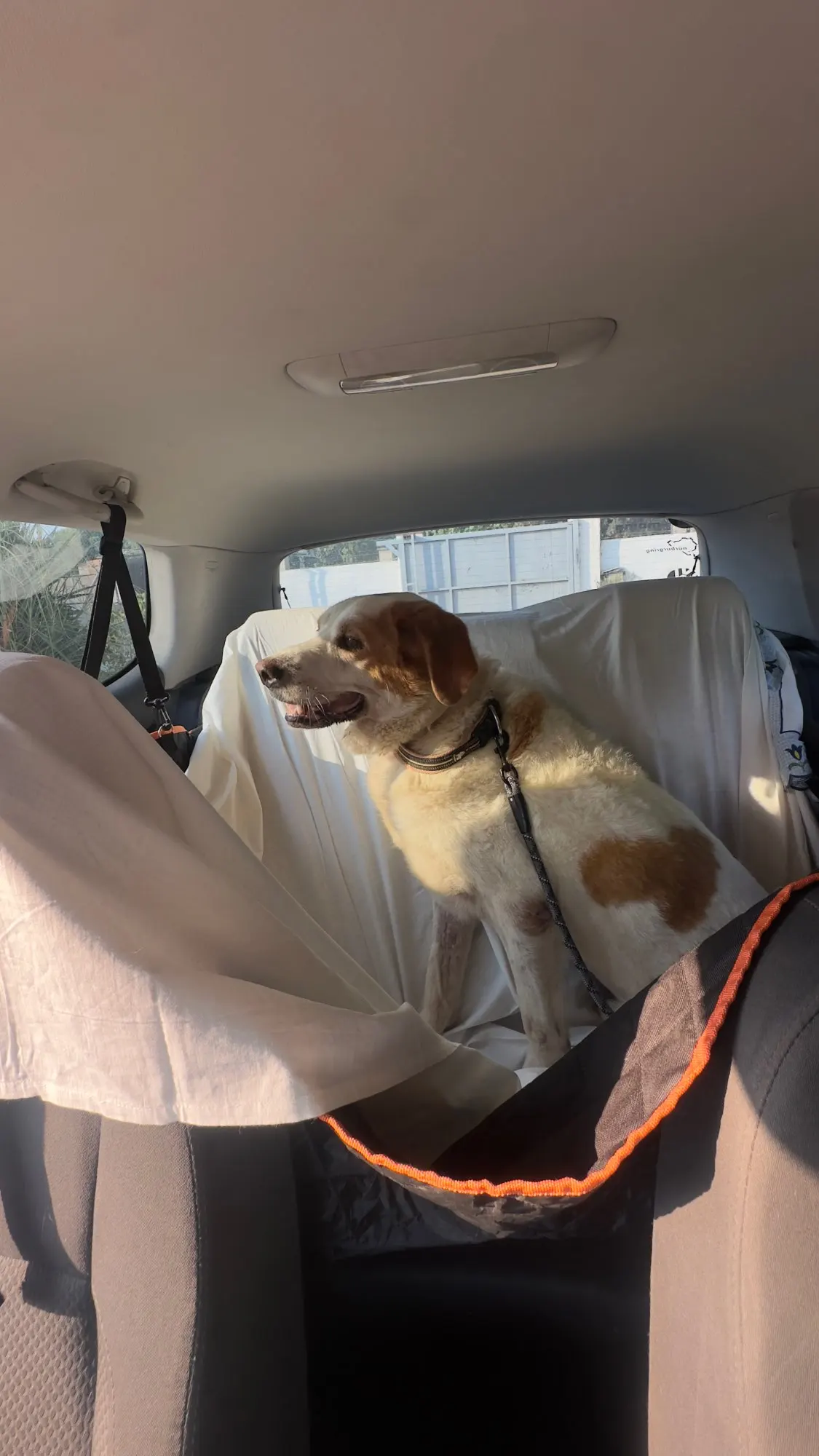 Funda ideal para asiento de automóvil, actualiza tus asientos de automóvil con esta funda para hamaca para perros impermeable y resistente a los arañazos. photo review