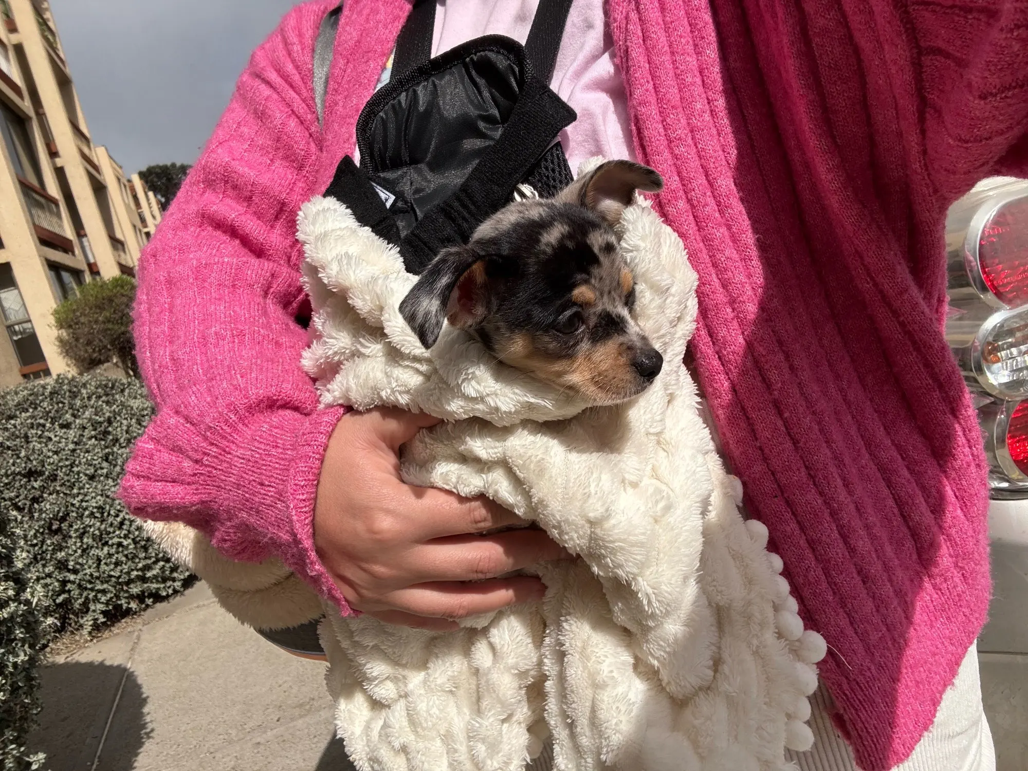 Pet Adventure Carrier Backpack photo review