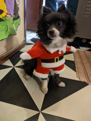 Funny Christmas Santa Claus Costume for Small Cats and Dogs - Get Your Pet in the Holiday Spirit with Festive Winter Outfits photo review