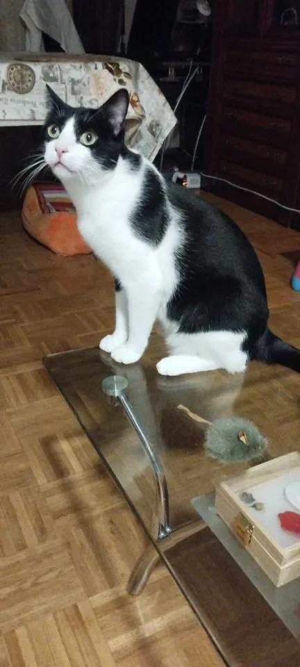 Mice Plush Cat Toy Simulation Mouse Automatic Chirping Interactive Mice Cat Toy Kitten Bite Resistance Toy Pet Supplies photo review