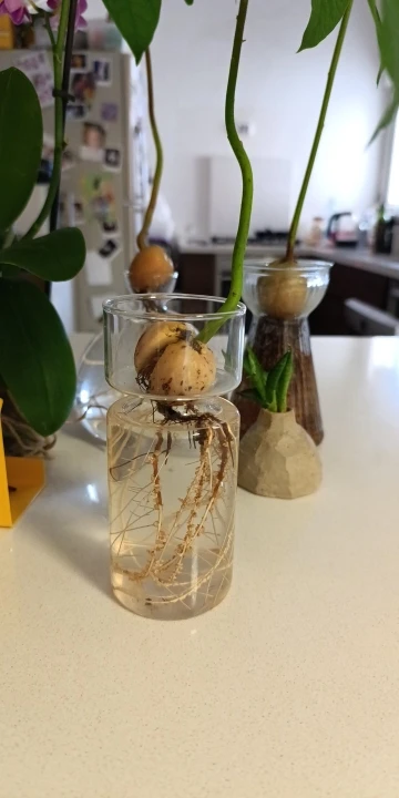 DIY Micro Landscape Clear Hyacinth Glass Vase Flower Planter Pot Bottle Terrarium Container Flower Vase for Home Office Decor photo review