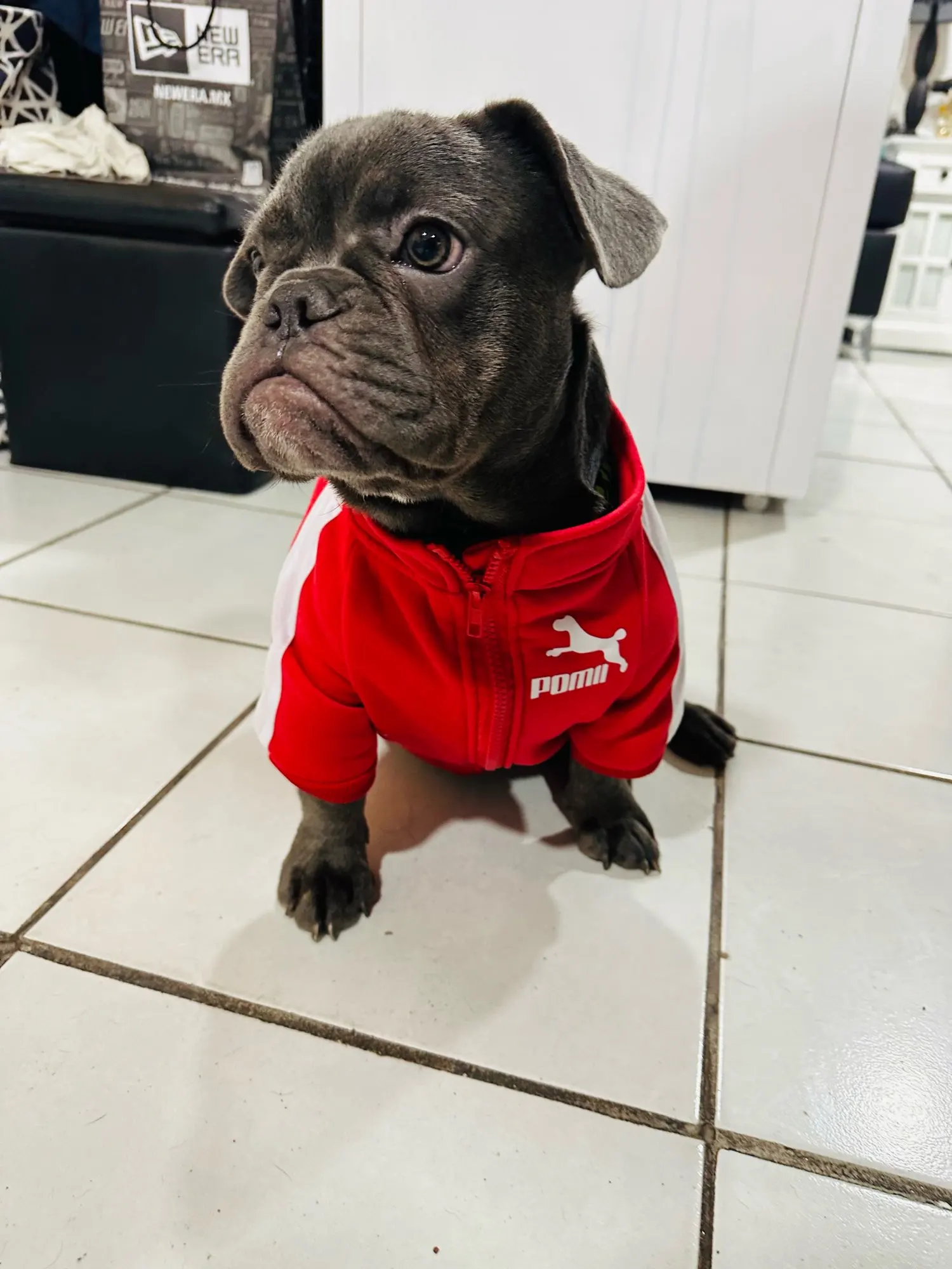 Chamarra Para Perro "POMA"