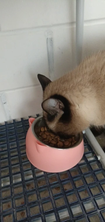 Comedero Anti Vuelco De Acero Inoxidable Para Gato