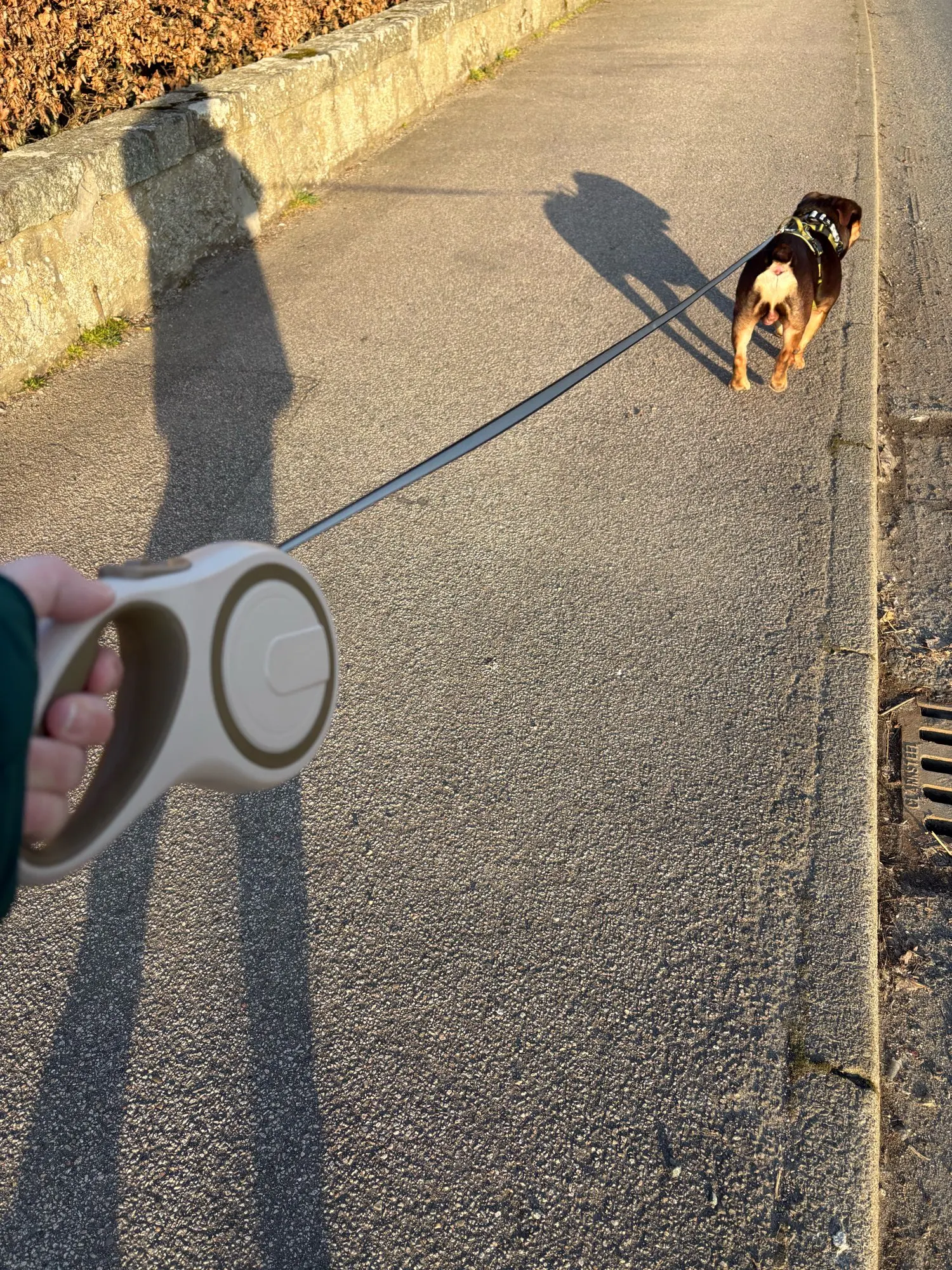 8m Large Dog Leash Retractable Pet Extendable Strap Outdoor Training photo review