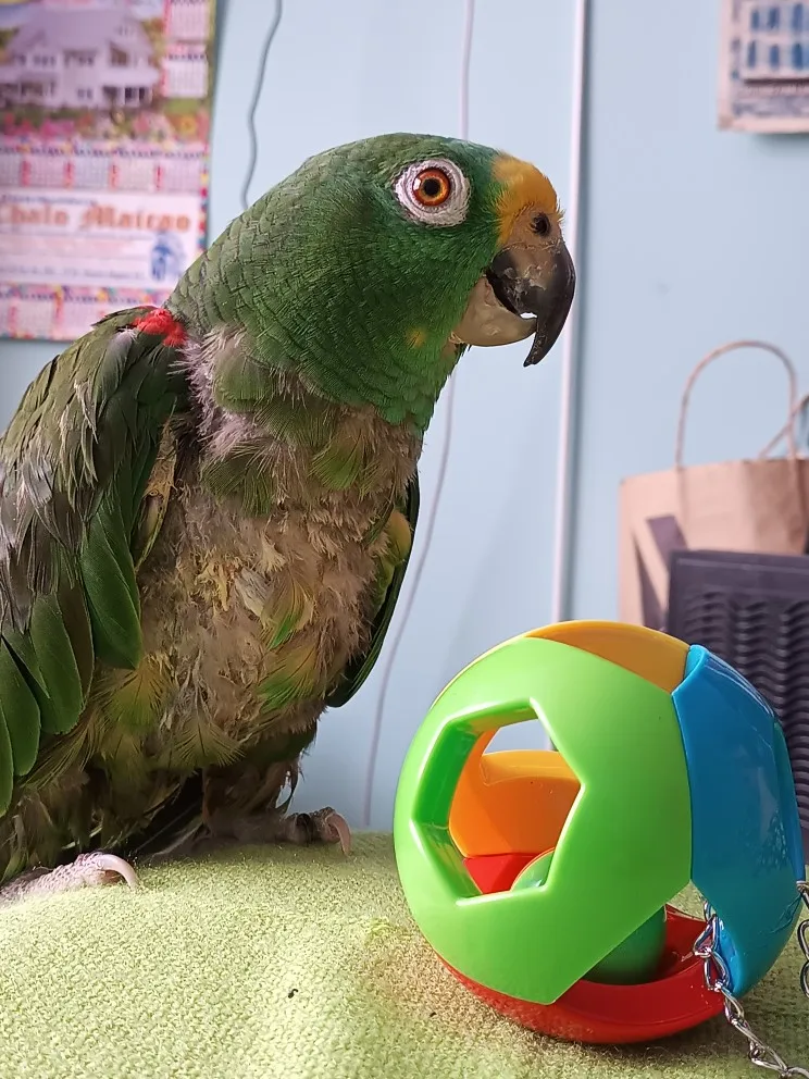 Chirpy Chew Chain: Interactive Bird Cage Toy photo review