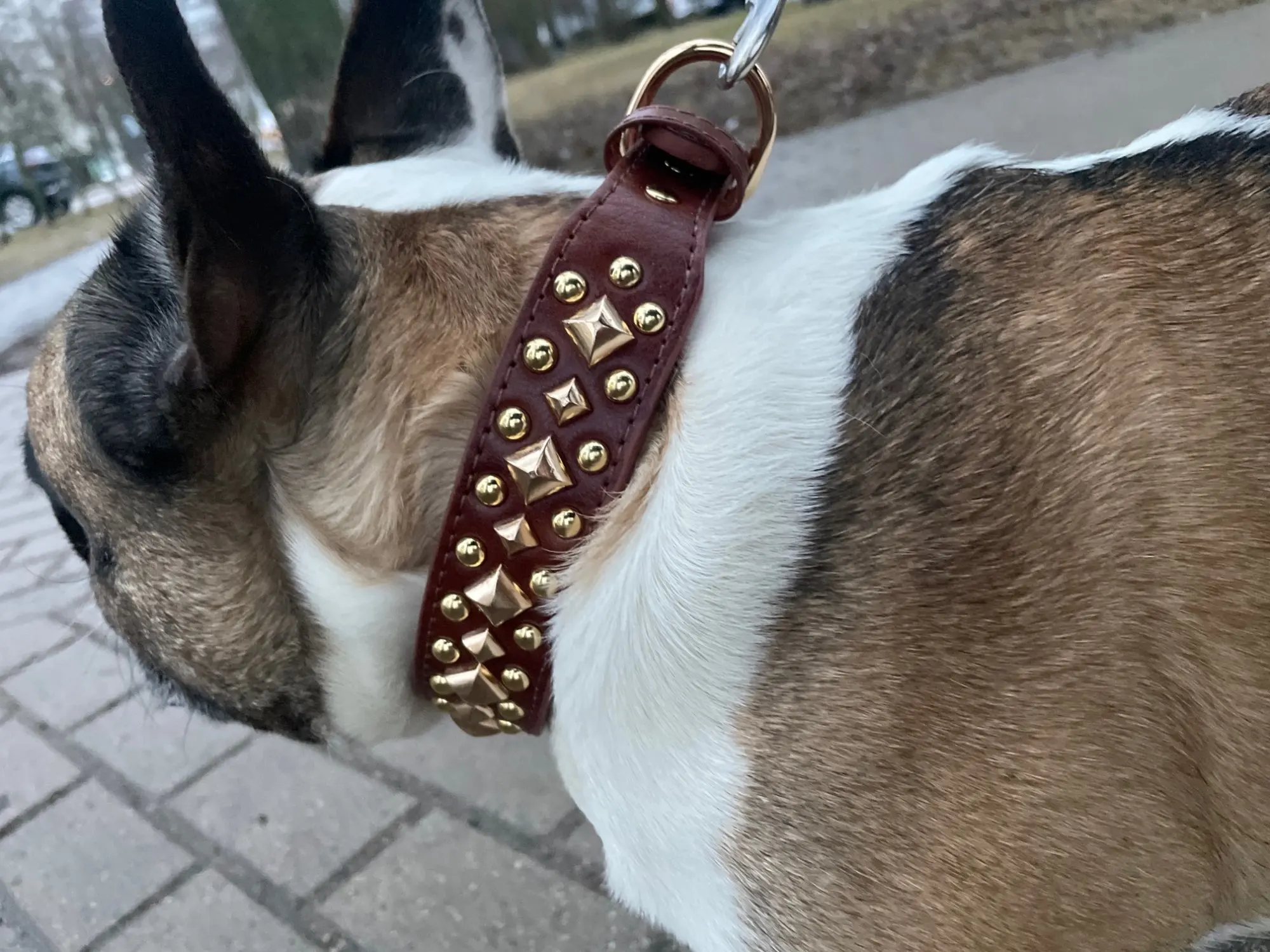 Punk Paws Spiked Leather Collar: Tough Style for Big & Small Dogs Alike photo review