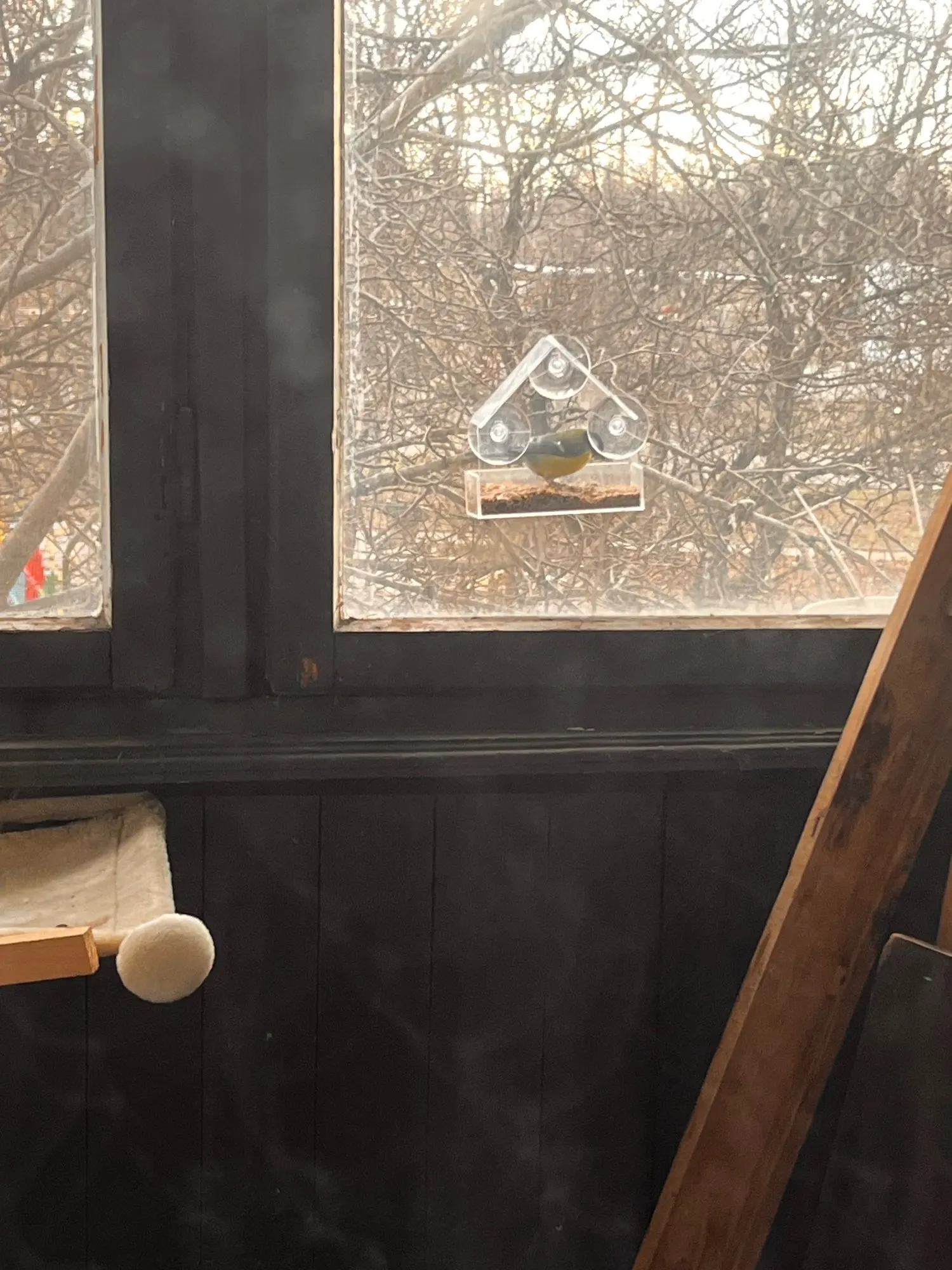 The Transparent Window Bird House