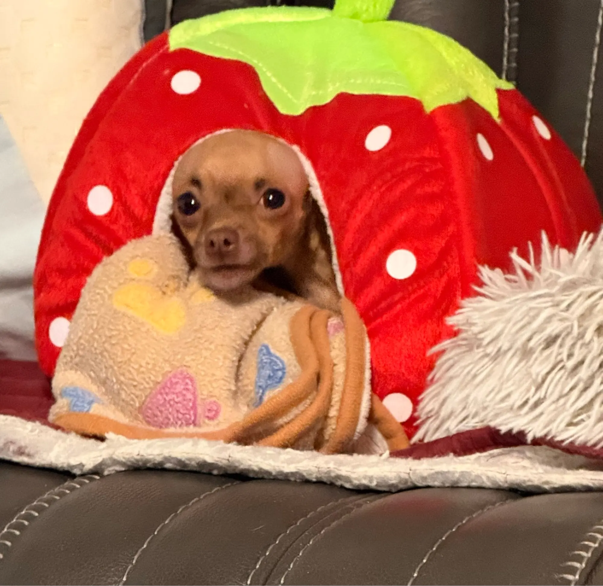 Strawberry Pet House – Soft Kennel Bed for Small Dogs & Cats