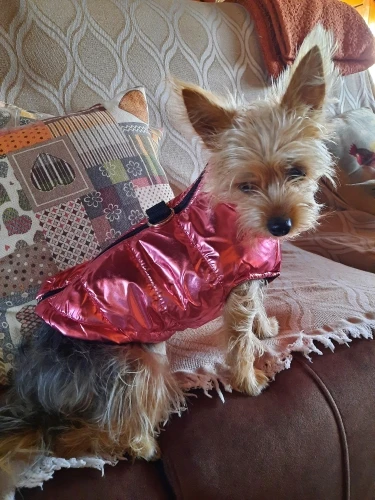 Pawfect Protection: Waterproof Winter Vest for Petite Pups photo review