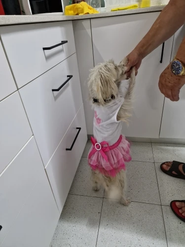 Cute Puppy's Cotton Princess Dress besides Multiple Sizes And All Seasons Comfortable For Small Lovely Dog Pets
