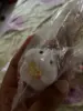 Изображение товара 3