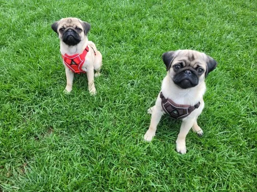 Halsband - Verstellbar, Reflektierend & Komfortabel für kleine Hunde und Katzen photo review