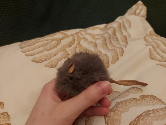 Mice Plush Cat Toy Simulation Mouse Automatic Chirping Interactive Mice Cat Toy Kitten Bite Resistance Toy Pet Supplies photo review