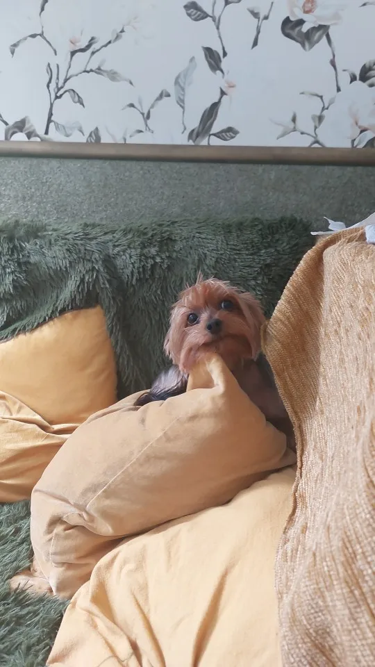 Halsband - Verstellbar, Reflektierend & Komfortabel für kleine Hunde und Katzen photo review