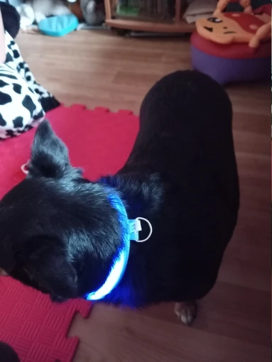 GlowSafe – Leuchtendes Halsband & Leine für maximale Sichtbarkeit bei Nacht photo review