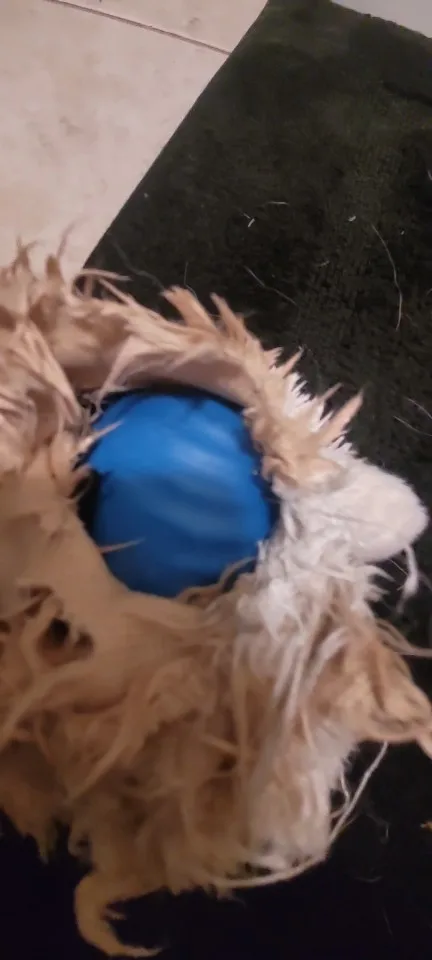 Interactive Dog Ball – Automatic Bouncing and Vibrating Toy for Energetic Puppies photo review